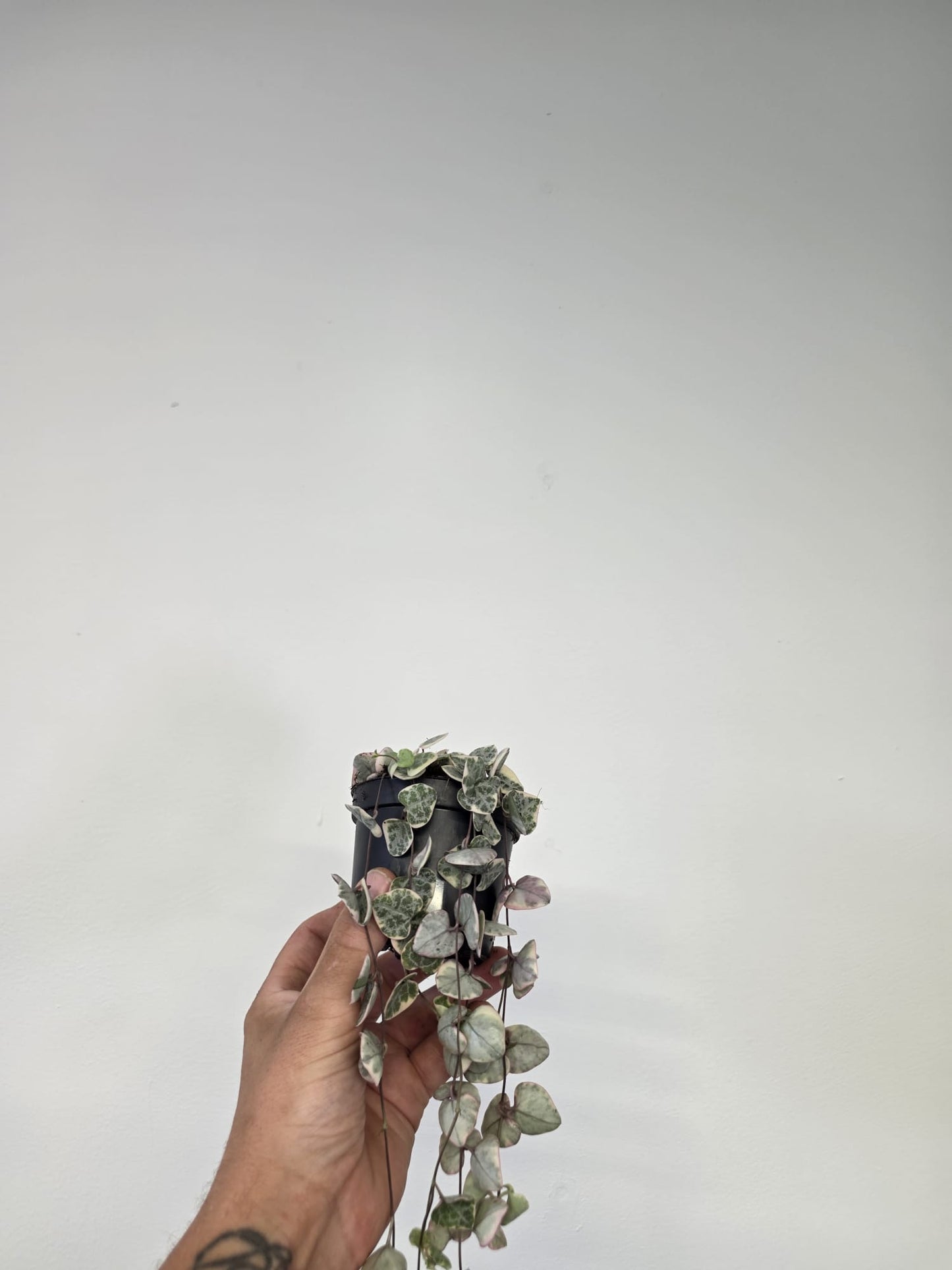 Variegated String of Hearts