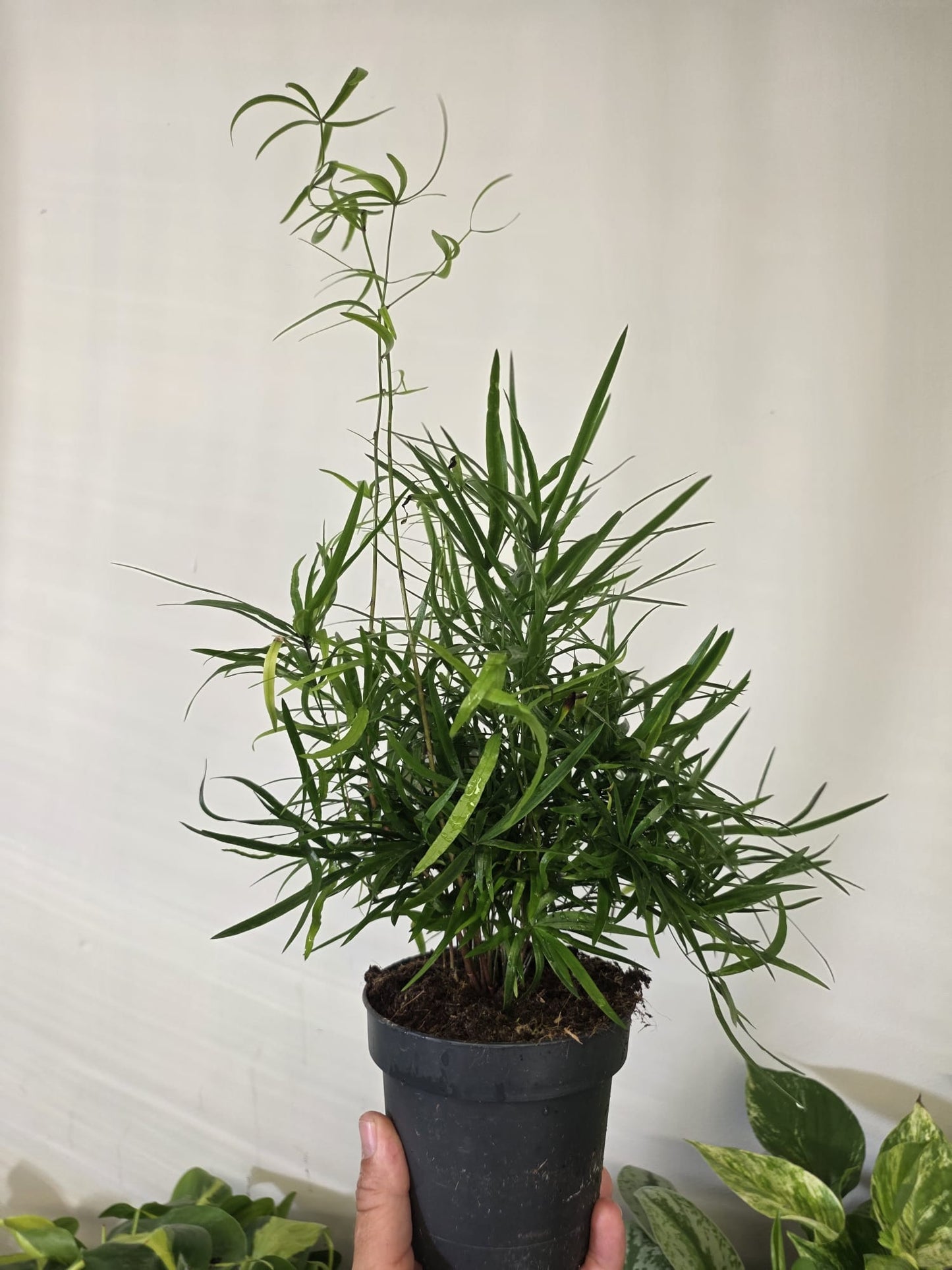 Asparagus Ming Fern
