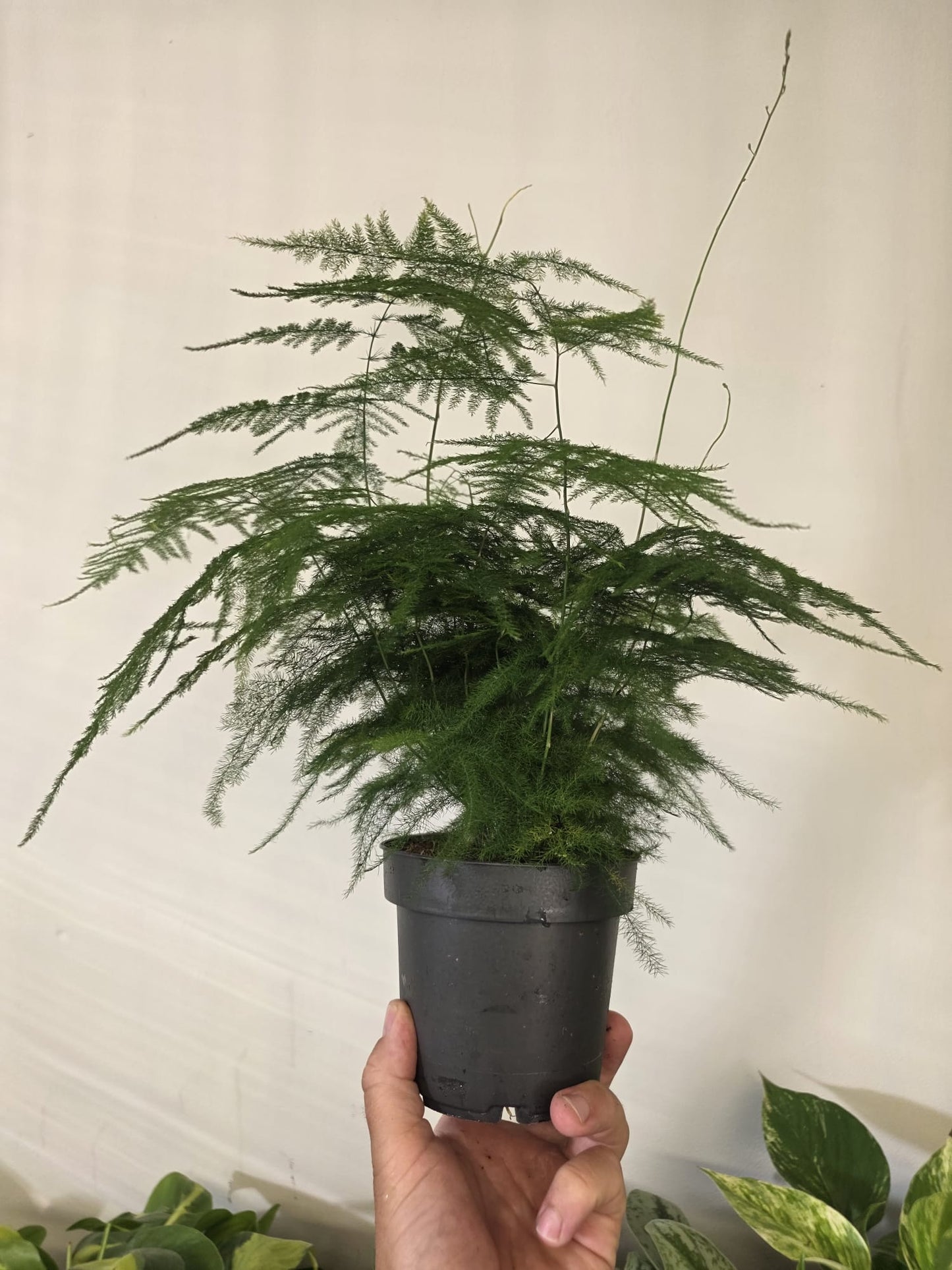 Asparagus Fern (Lace Fern)