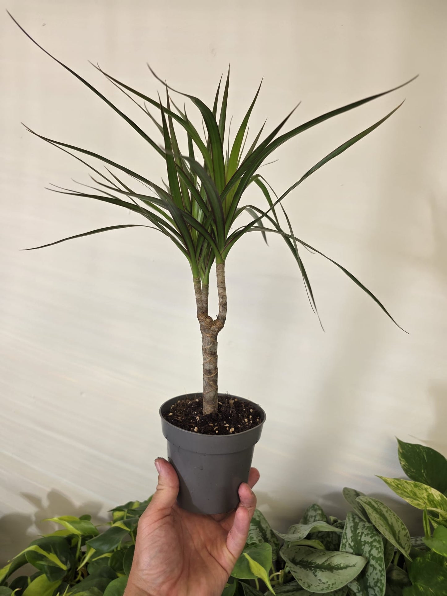 Dracaena 'Dragon Tree'