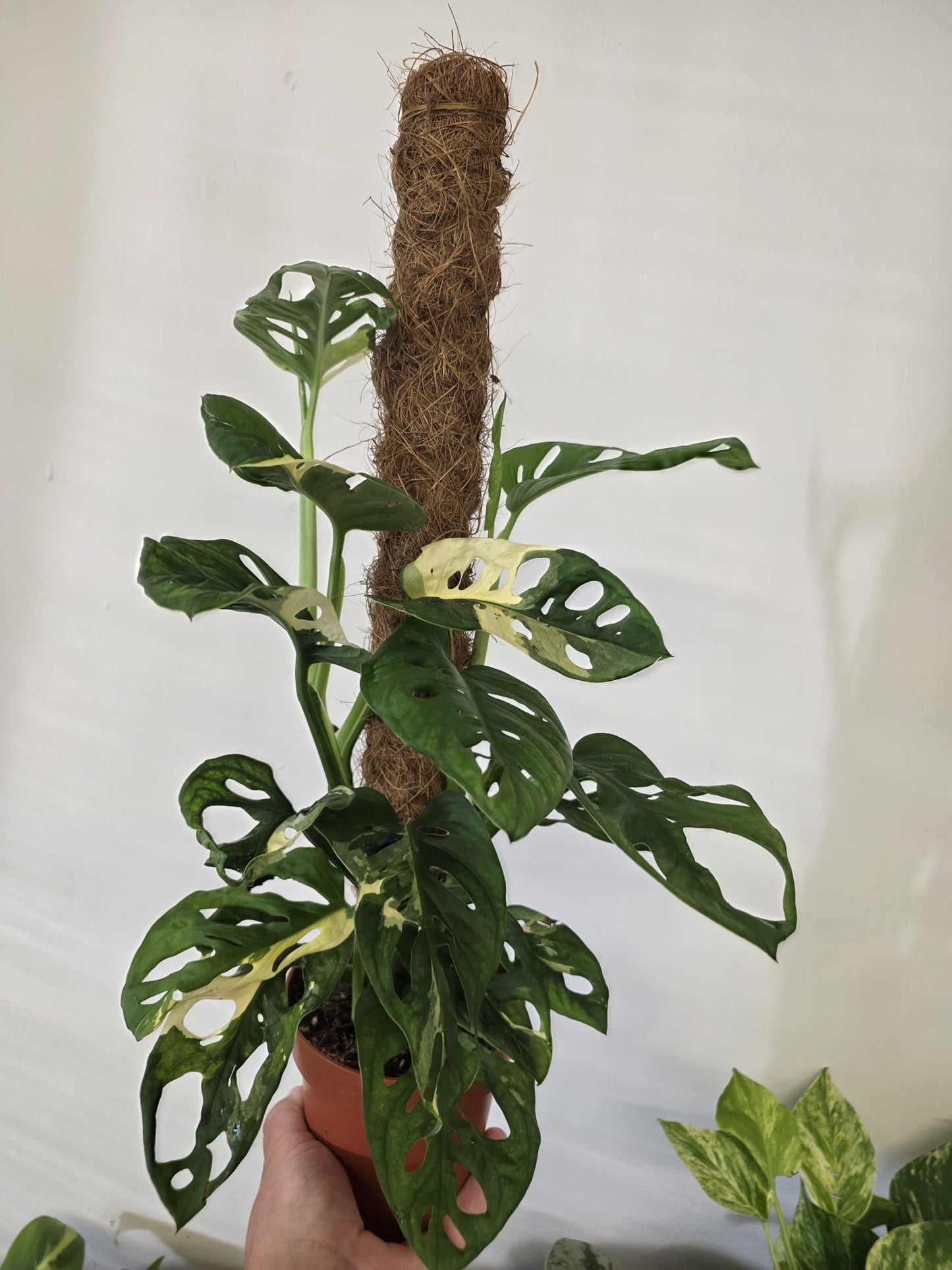 Monstera adansonii 'Variegata' on Coir Pole