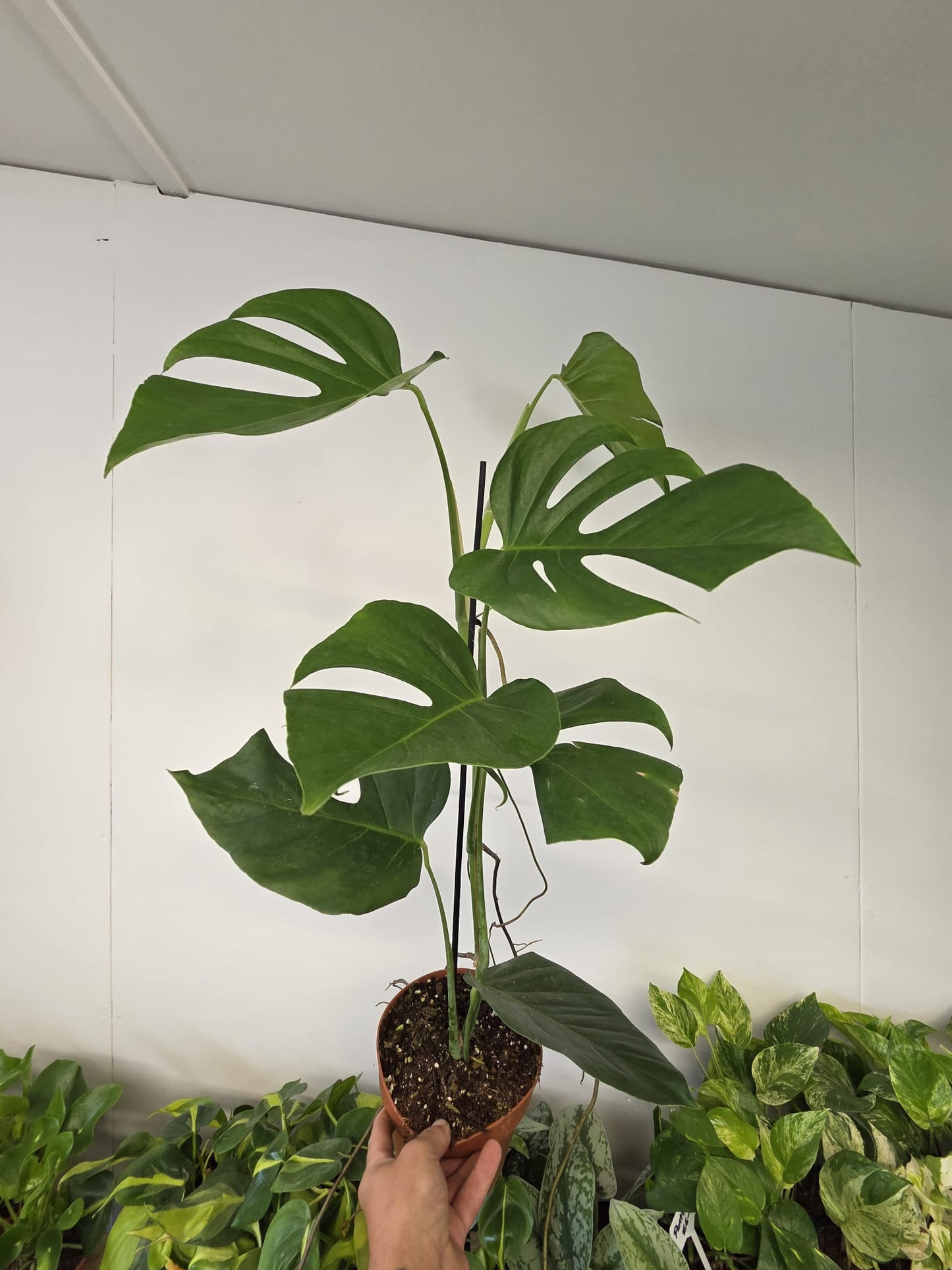 Monstera sierrana