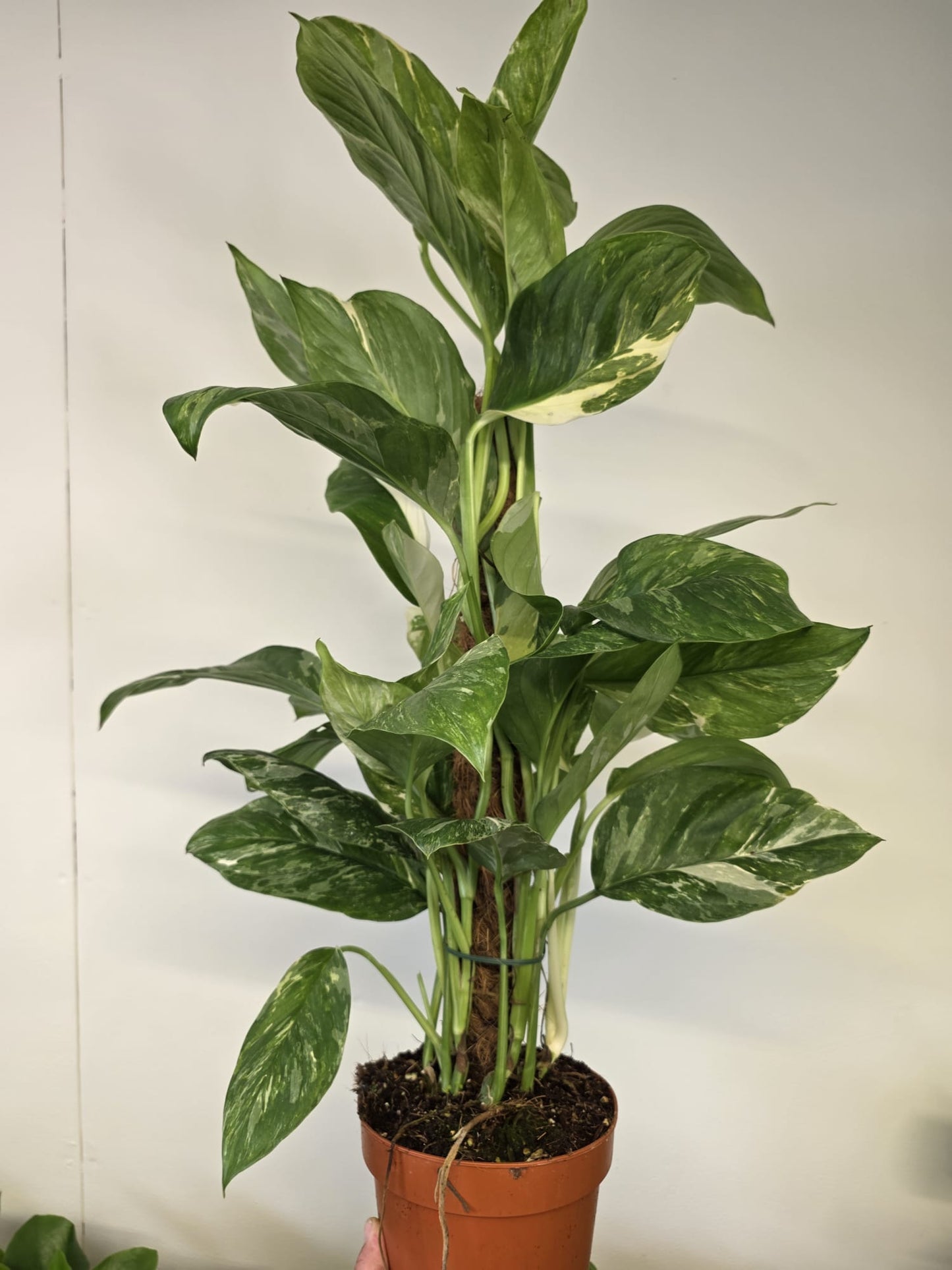 Monstera Lechleriana 'Variegata'