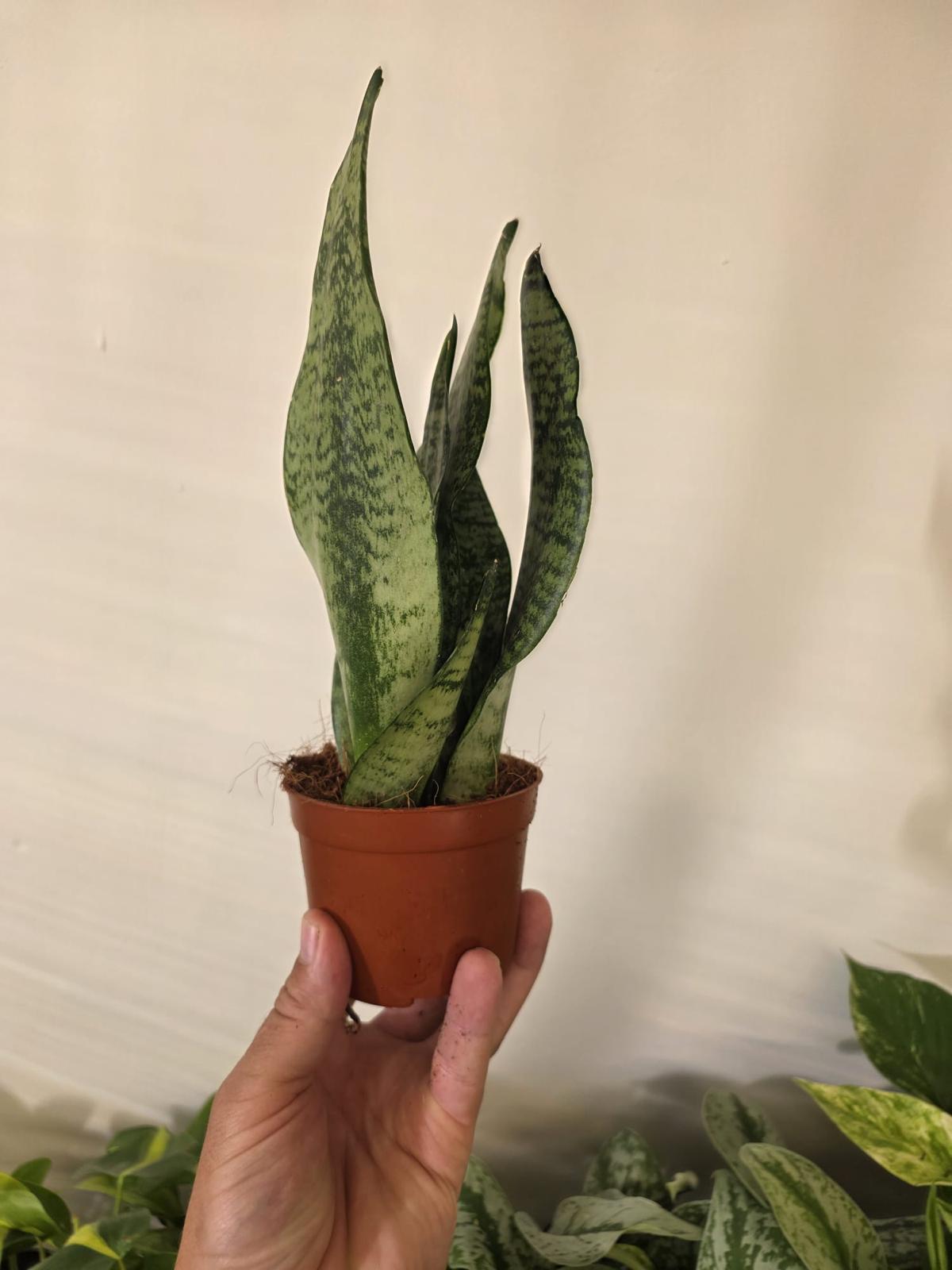Whale Fin Snake Plant