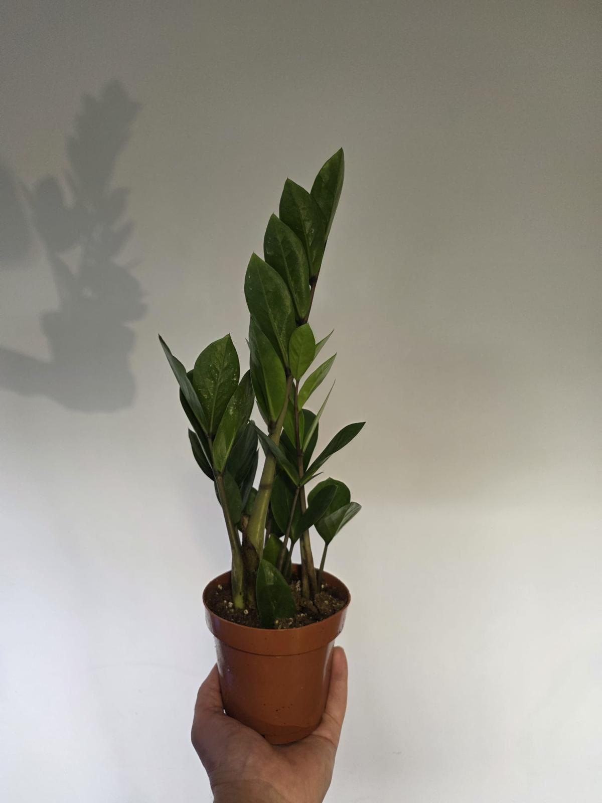 ZZ Plant