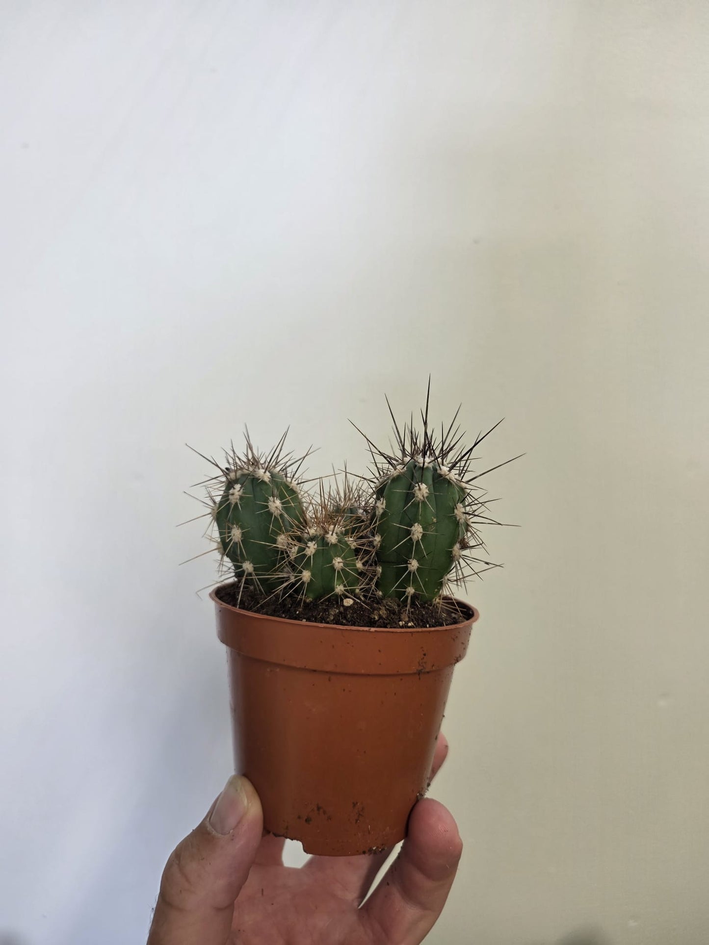 Peruvian Apple Cactus
