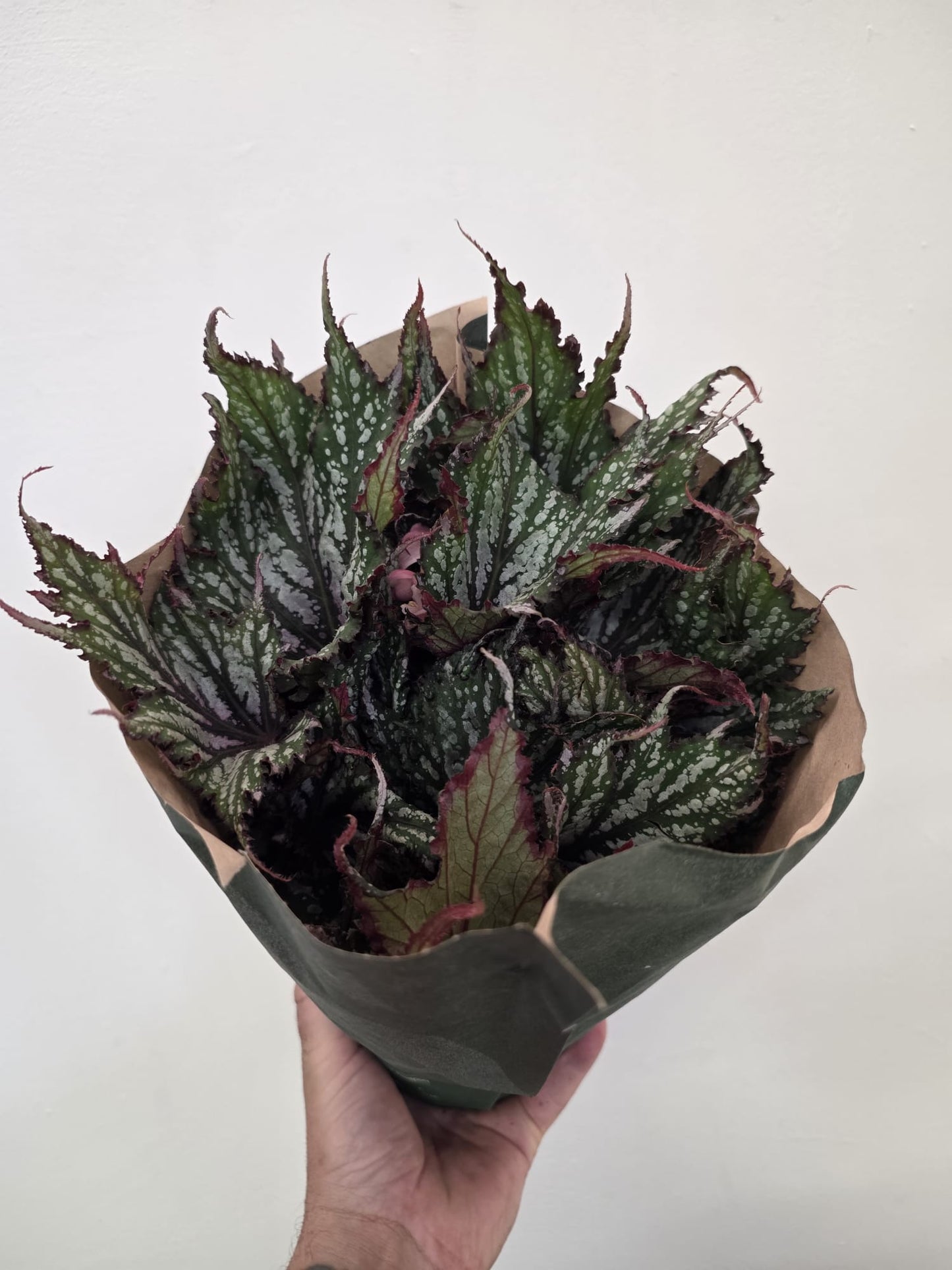 Begonia ‘Jungle Wonder’ - Silver Pattern (Rex)