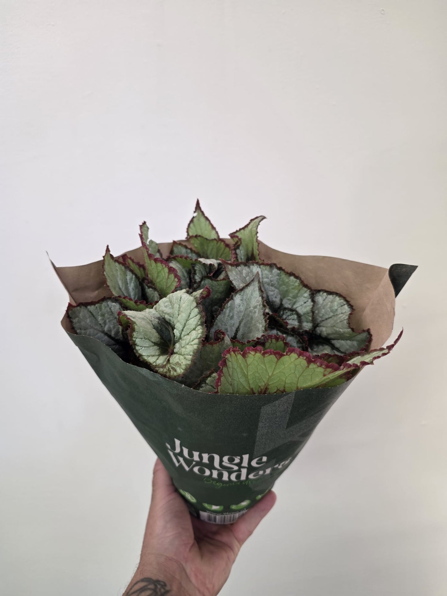 Begonia rex ‘Escargot’