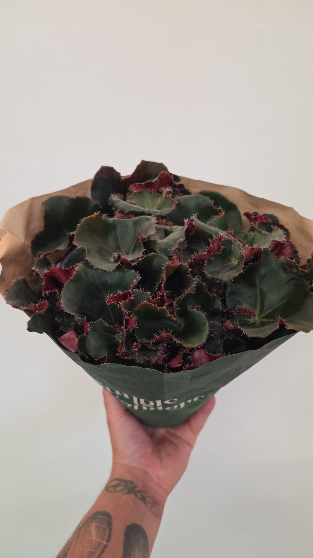 Begonia ‘Jungle Wonder’ - Dark Green & Red (Rex)
