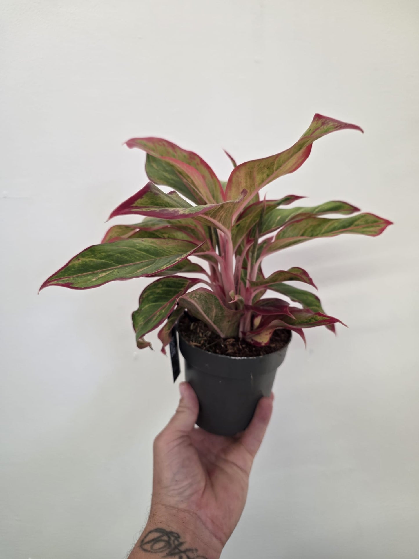 Aglaonema ‘Jungle Lava’