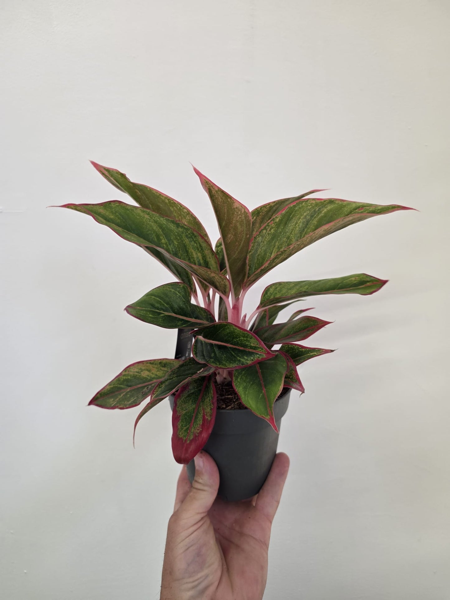 Aglaonema ‘Jungle Red’
