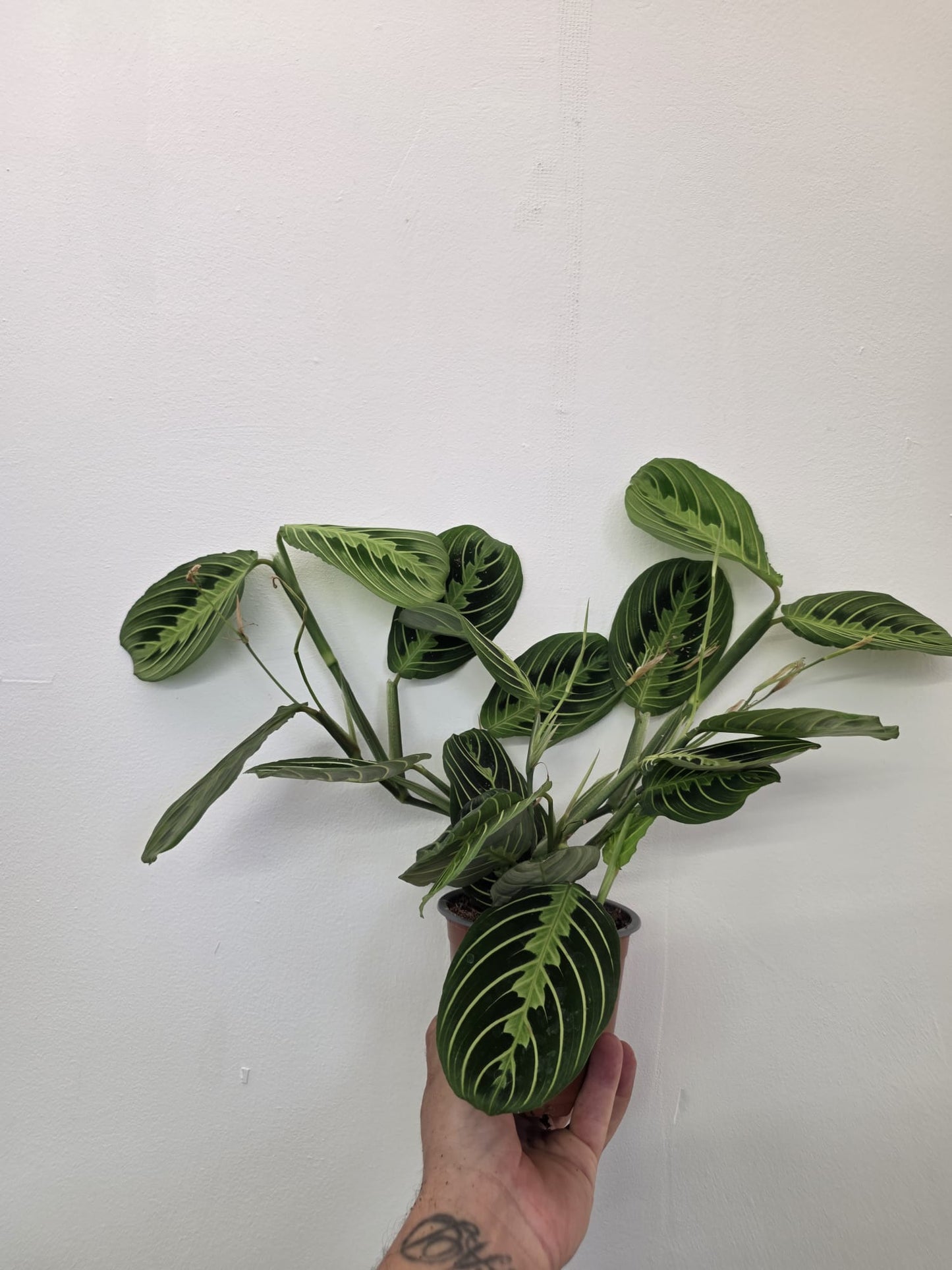 Maranta leuconeura ‘Lemon Lime’