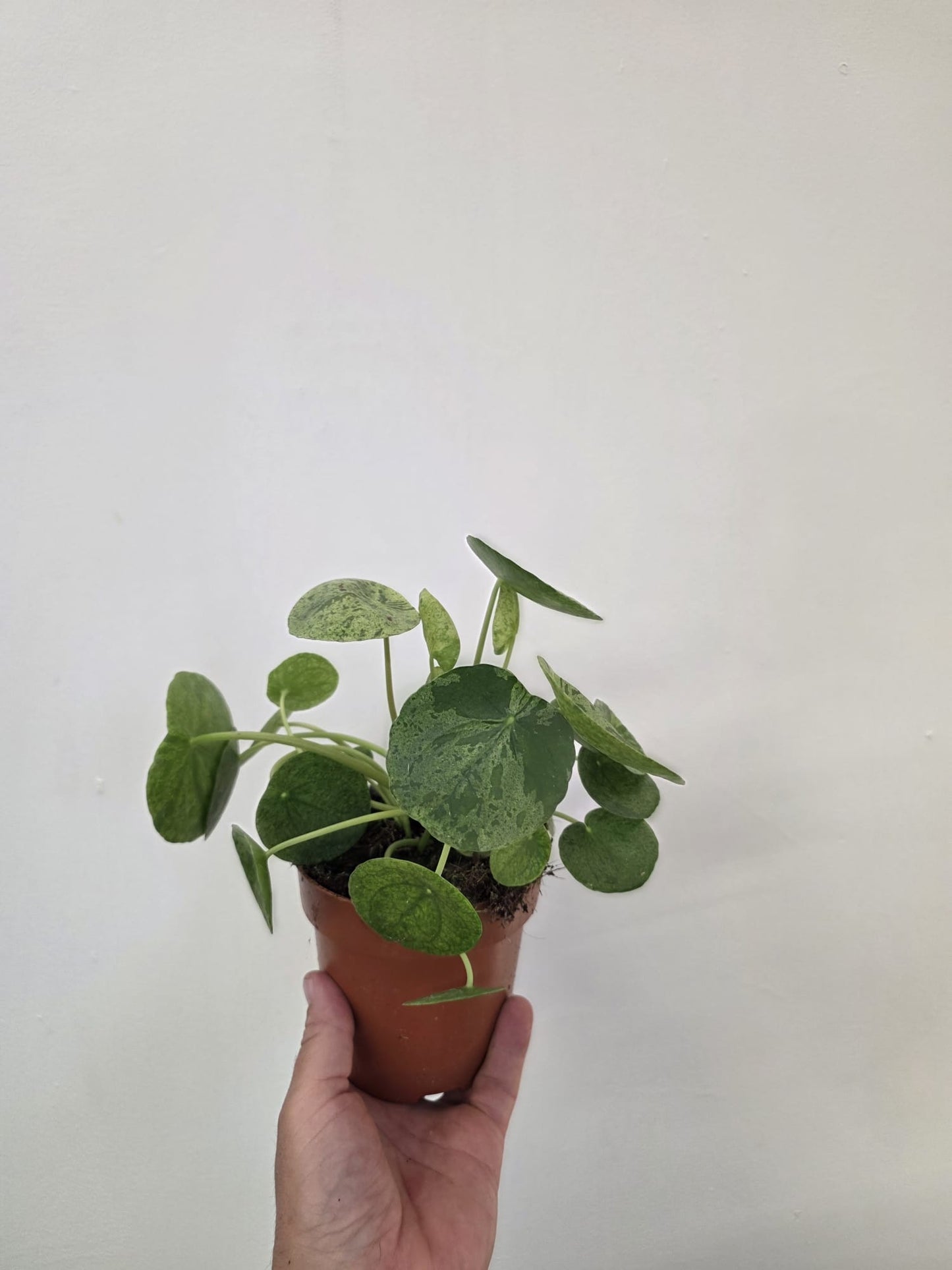 Pilea ‘Mojito’ - Variegated Chinese Money Plant
