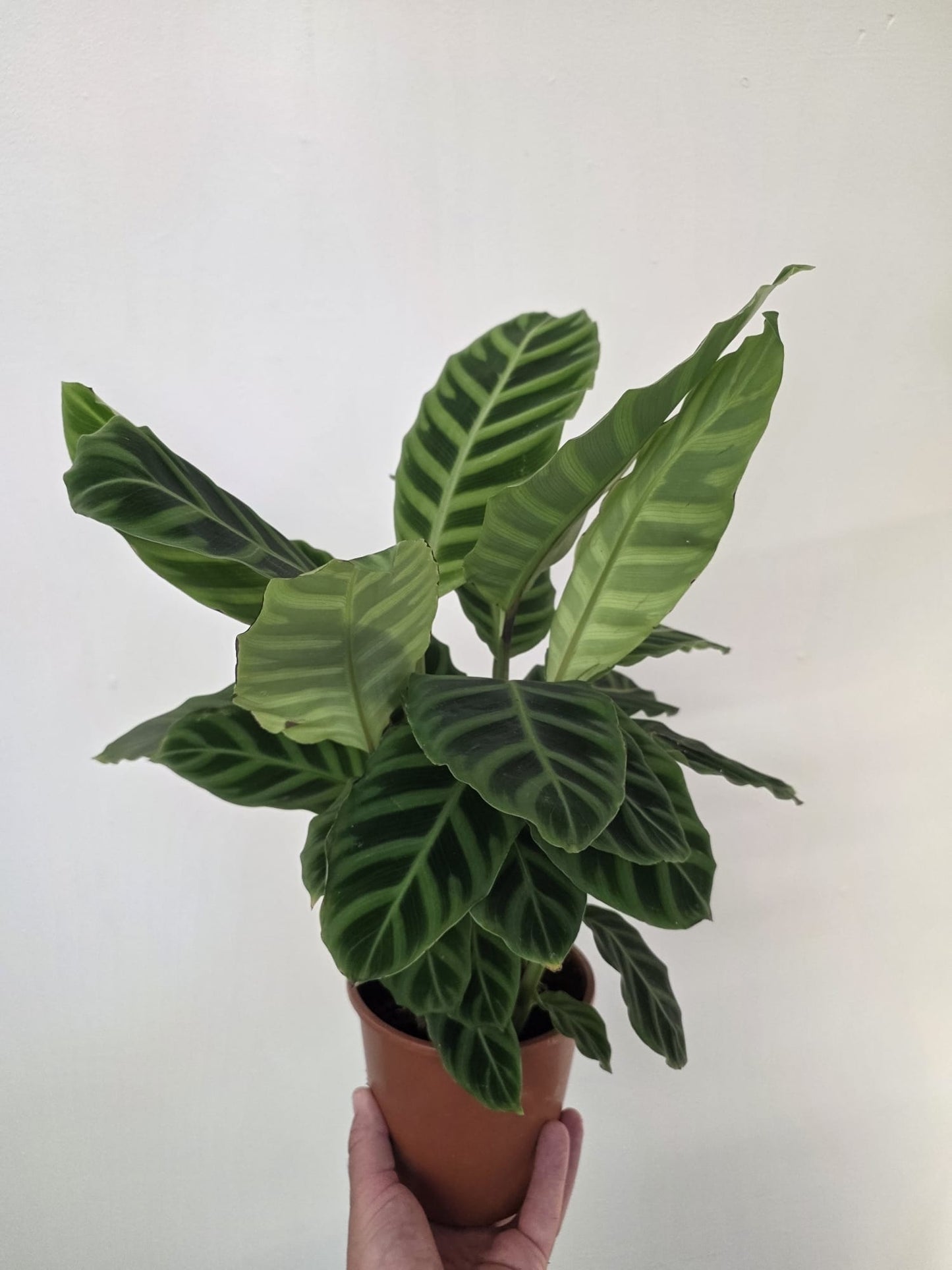Calathea zebrina