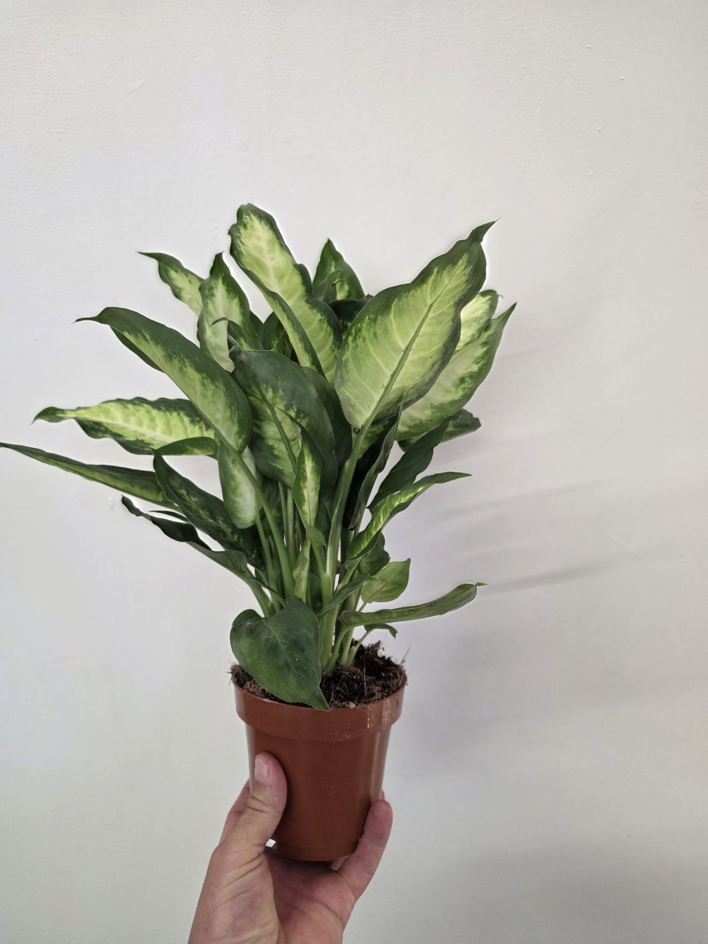 Dieffenbachia ‘Camilla’