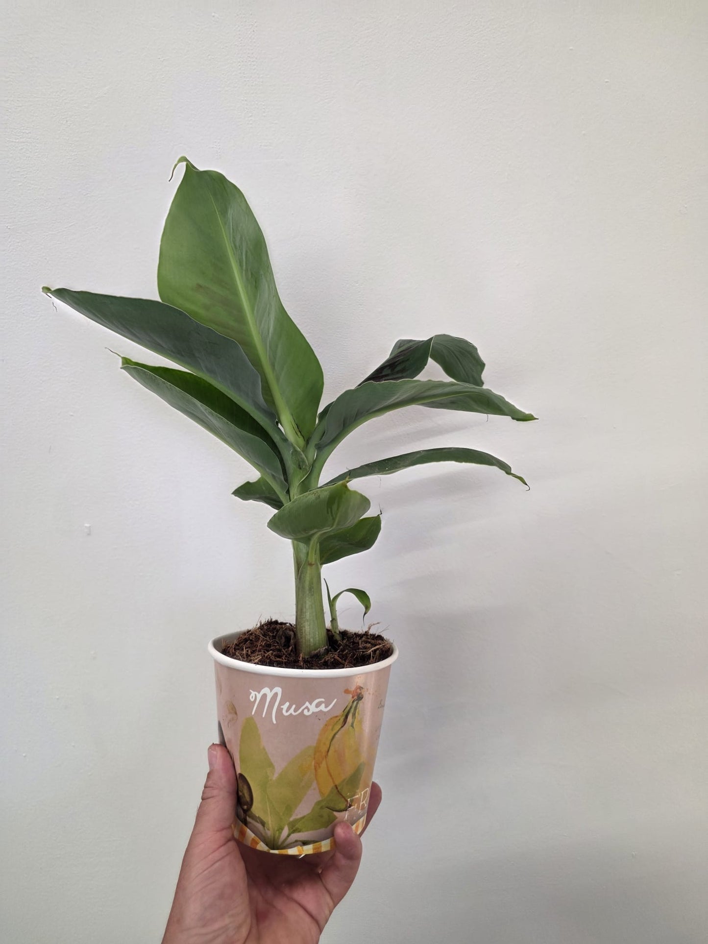 Musa Tropicana - Banana Plant