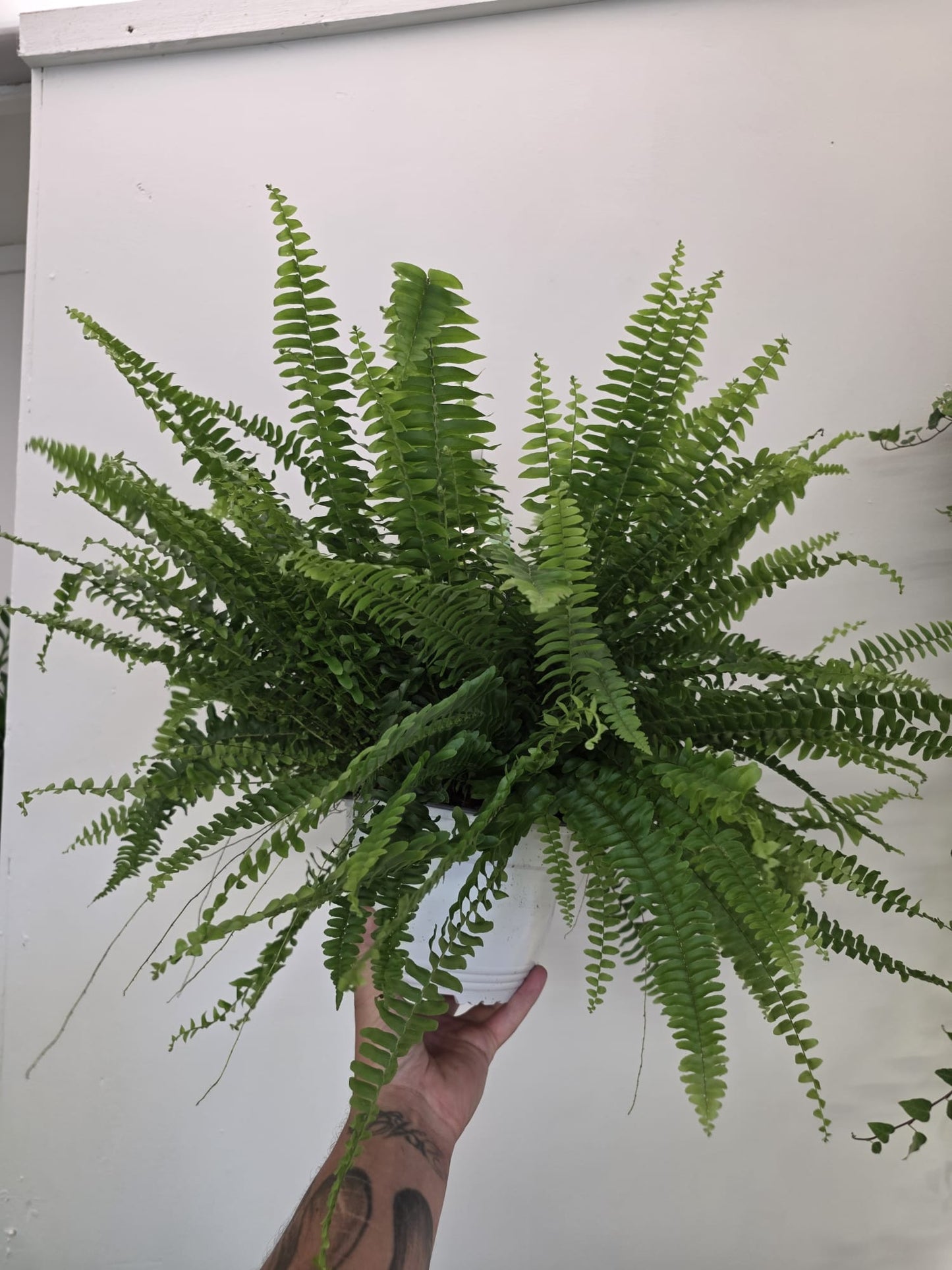 Nephrolepis exaltata ‘Sonata’
