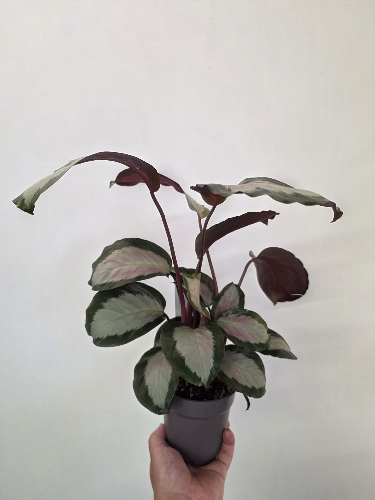 Calathea ‘Royal Standard