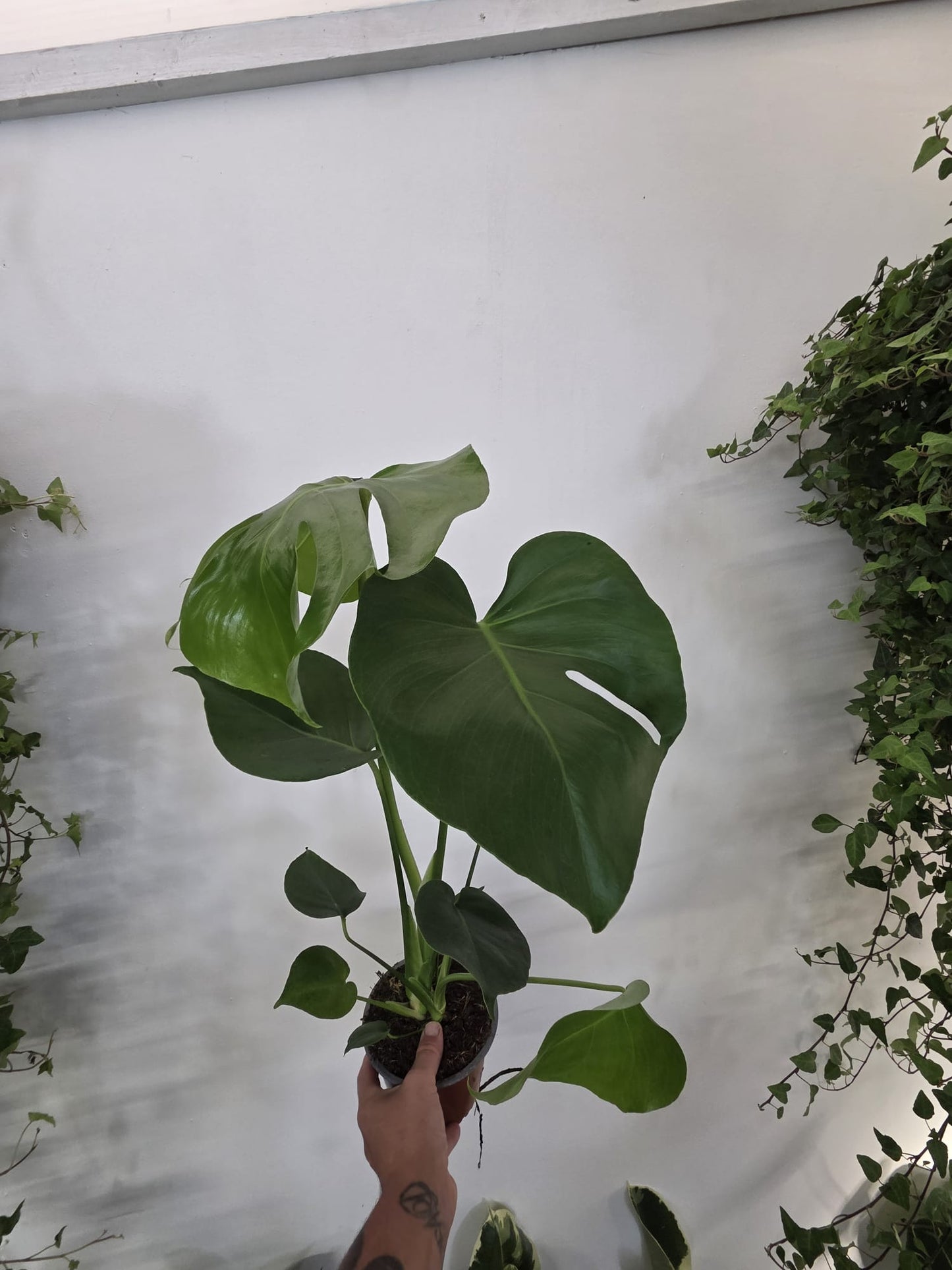 Monstera Deliciosa