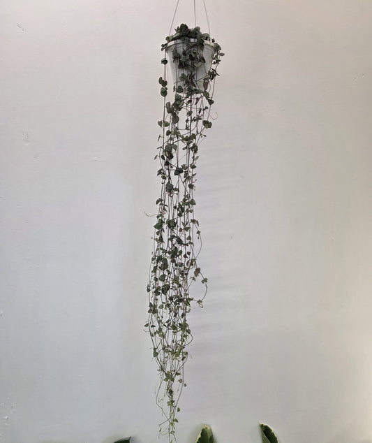 String of Hearts
