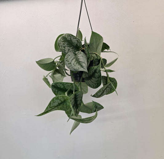 Scindapsus Pictus 'Exotica'