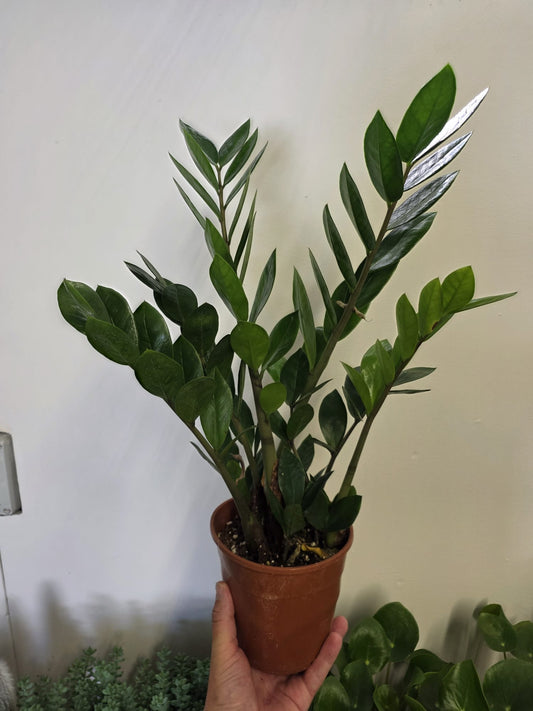 ZZ Plant