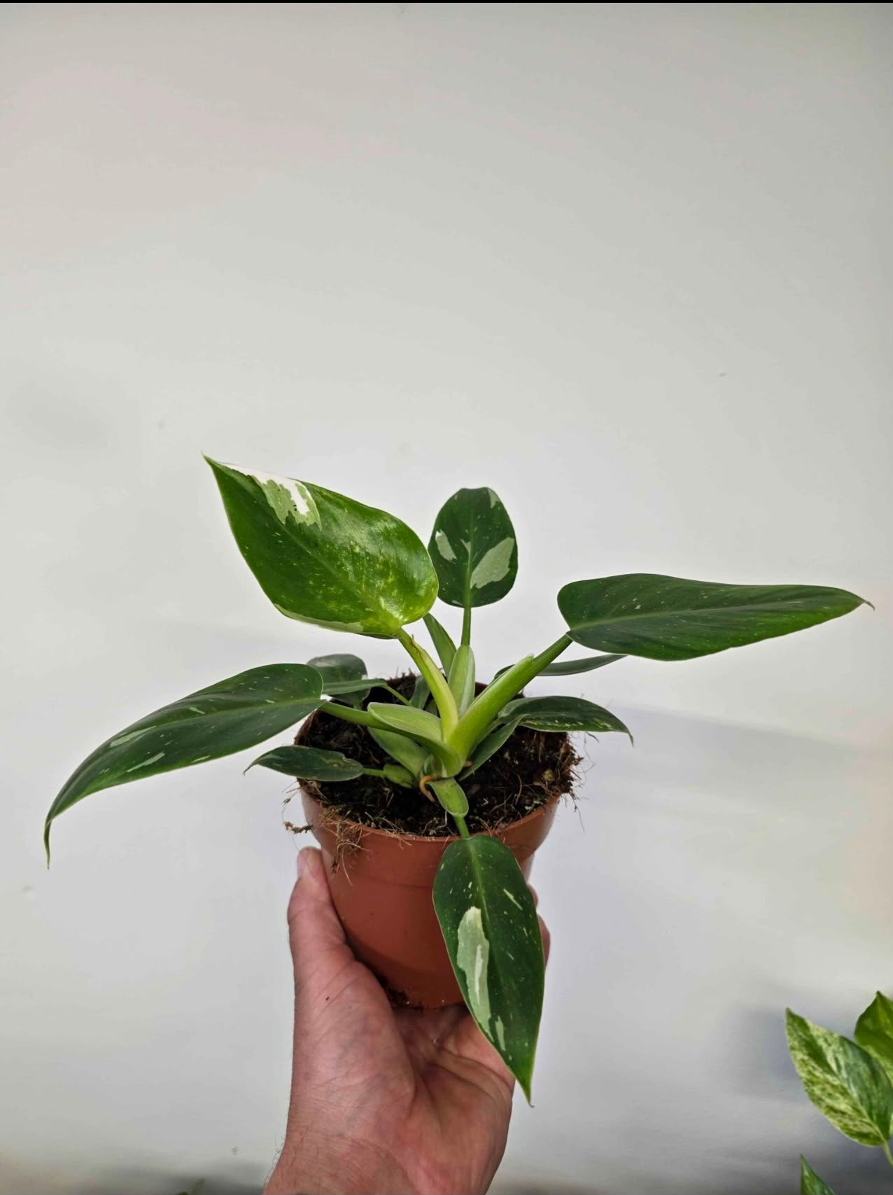 Philodendron 'White Princess'