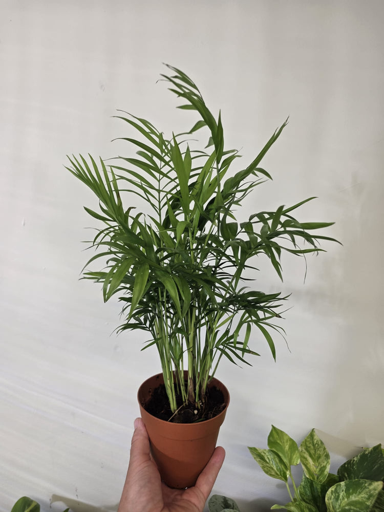 Palms