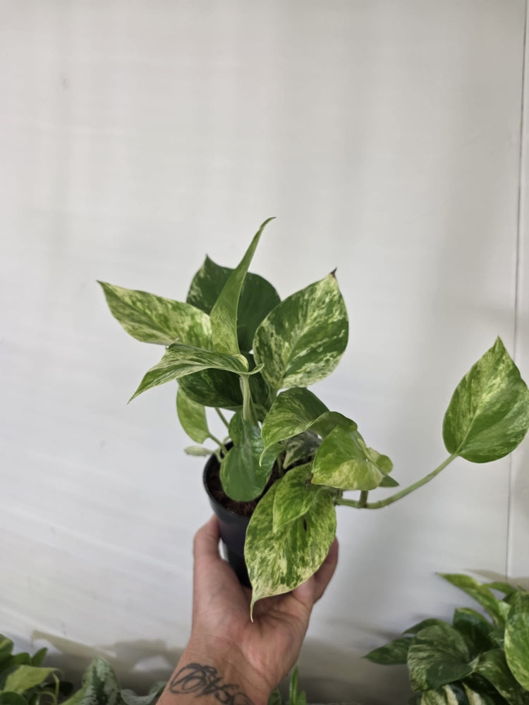 Pothos