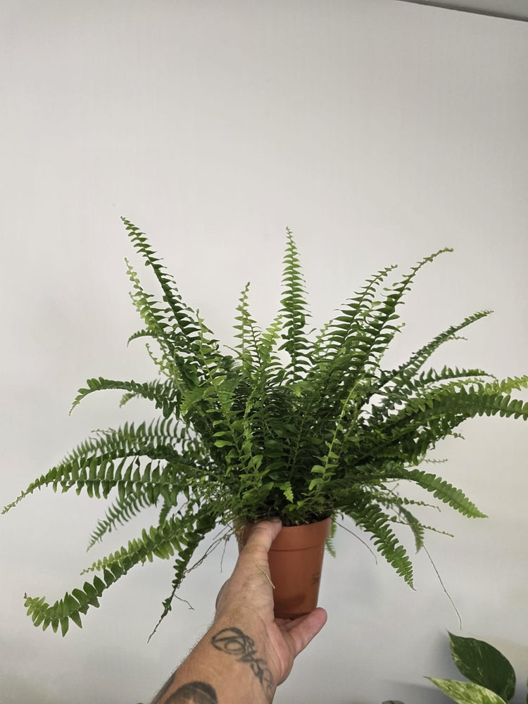 Ferns