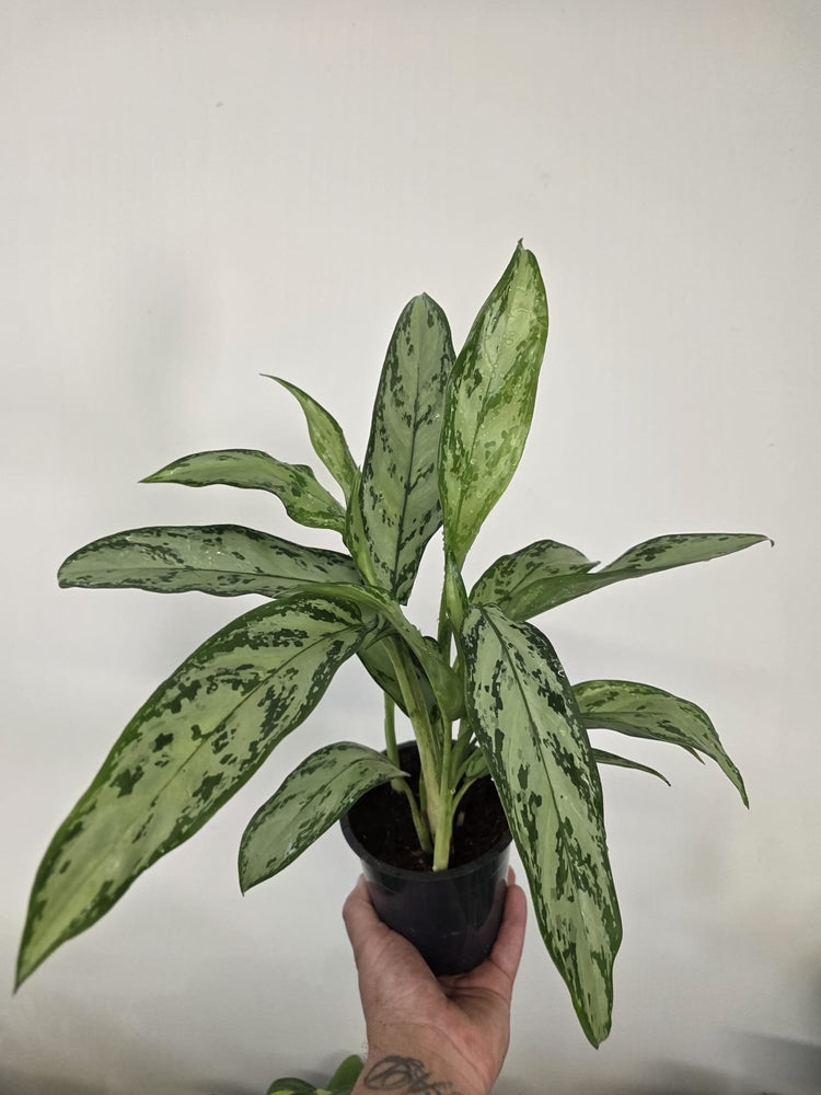 Aglaonema
