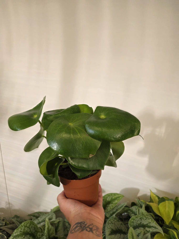 Peperomia