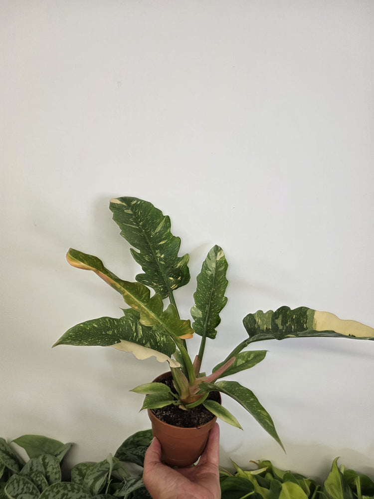 Philodendrons