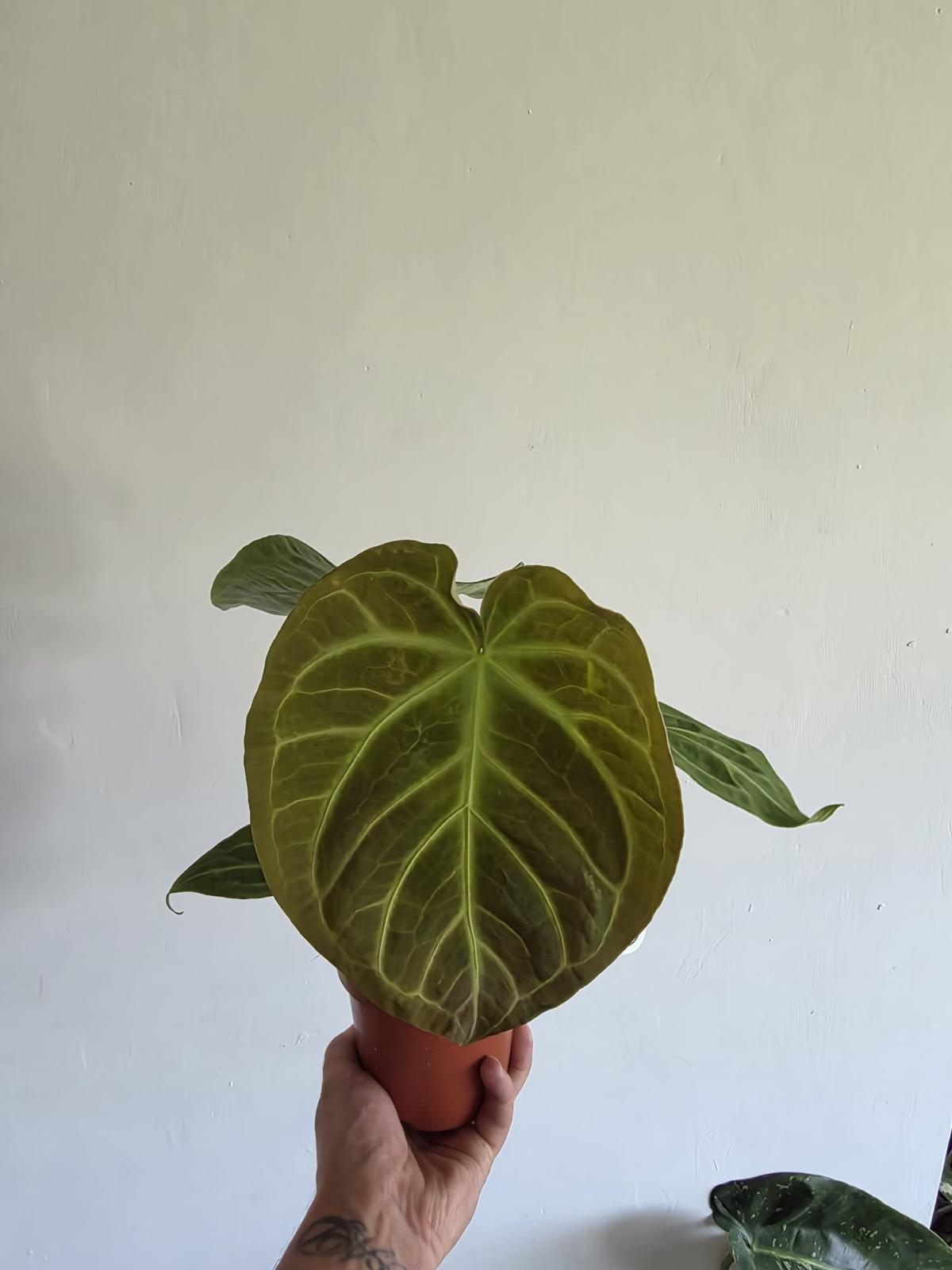 Anthuriums