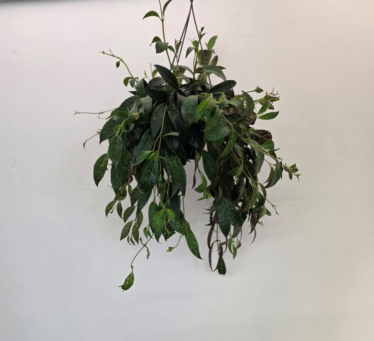 Lipstick Plants
