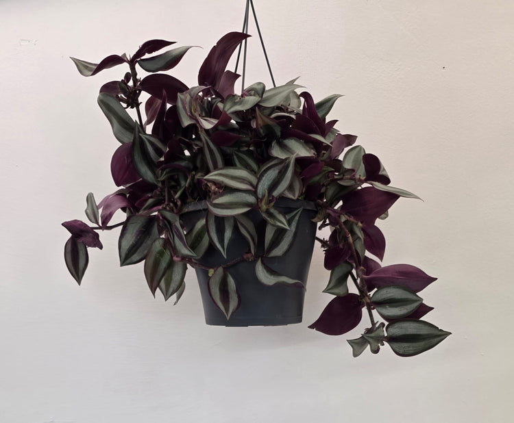Tradescantia