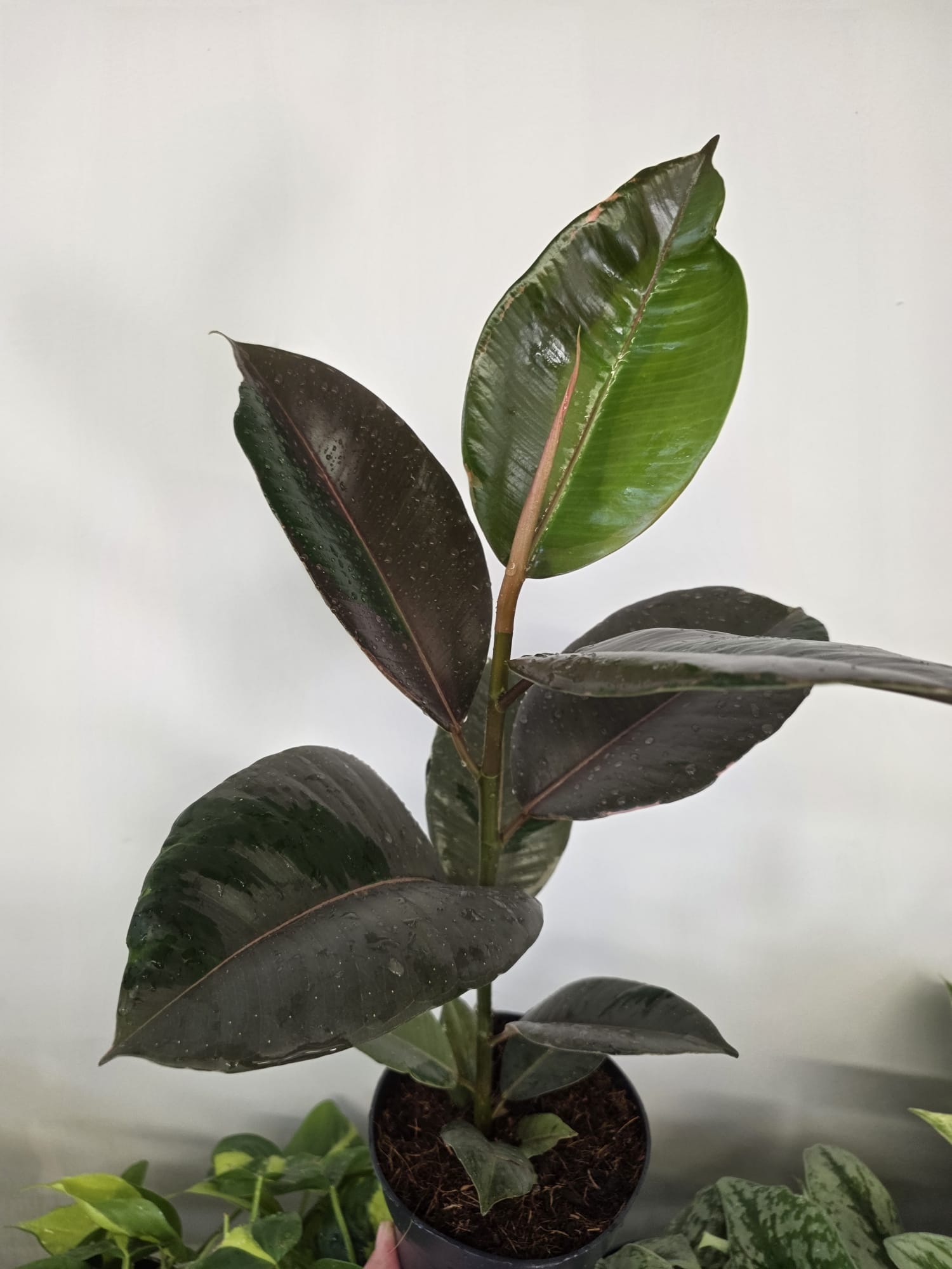 Ficus