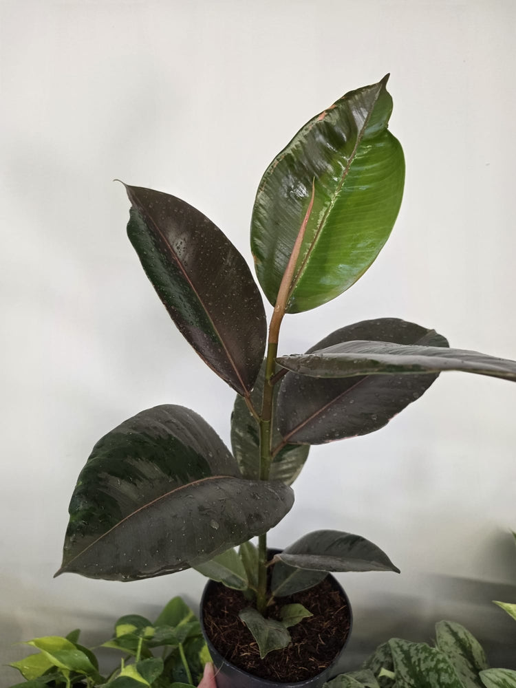 Ficus