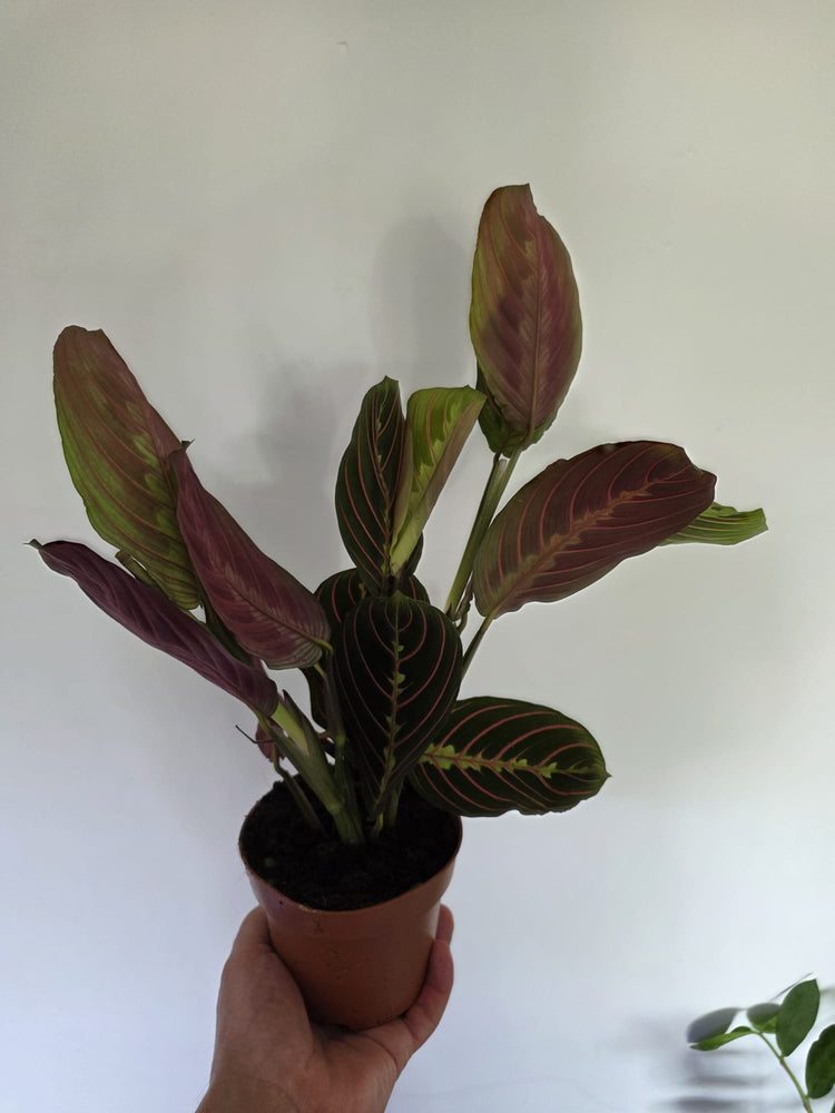 Calathea and Maranta