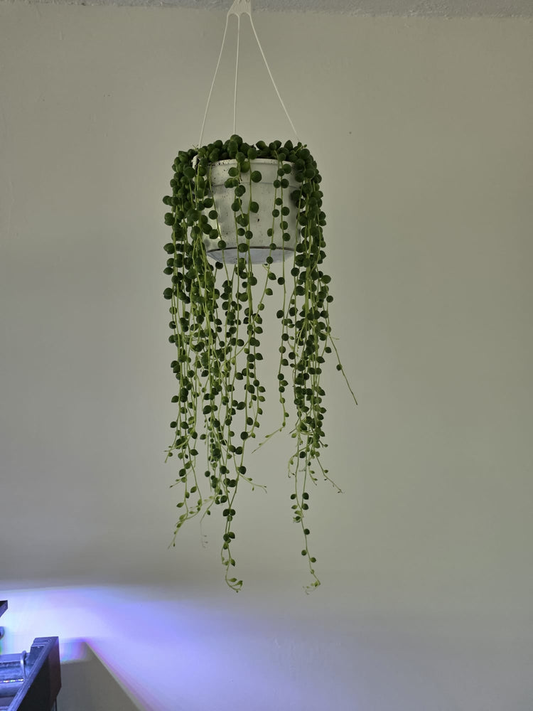 String of Things