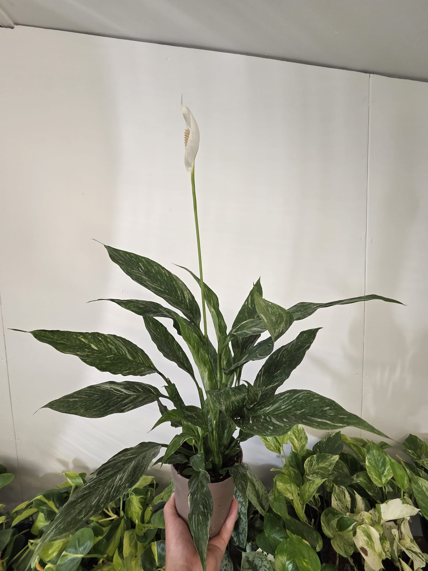 Peace Lily