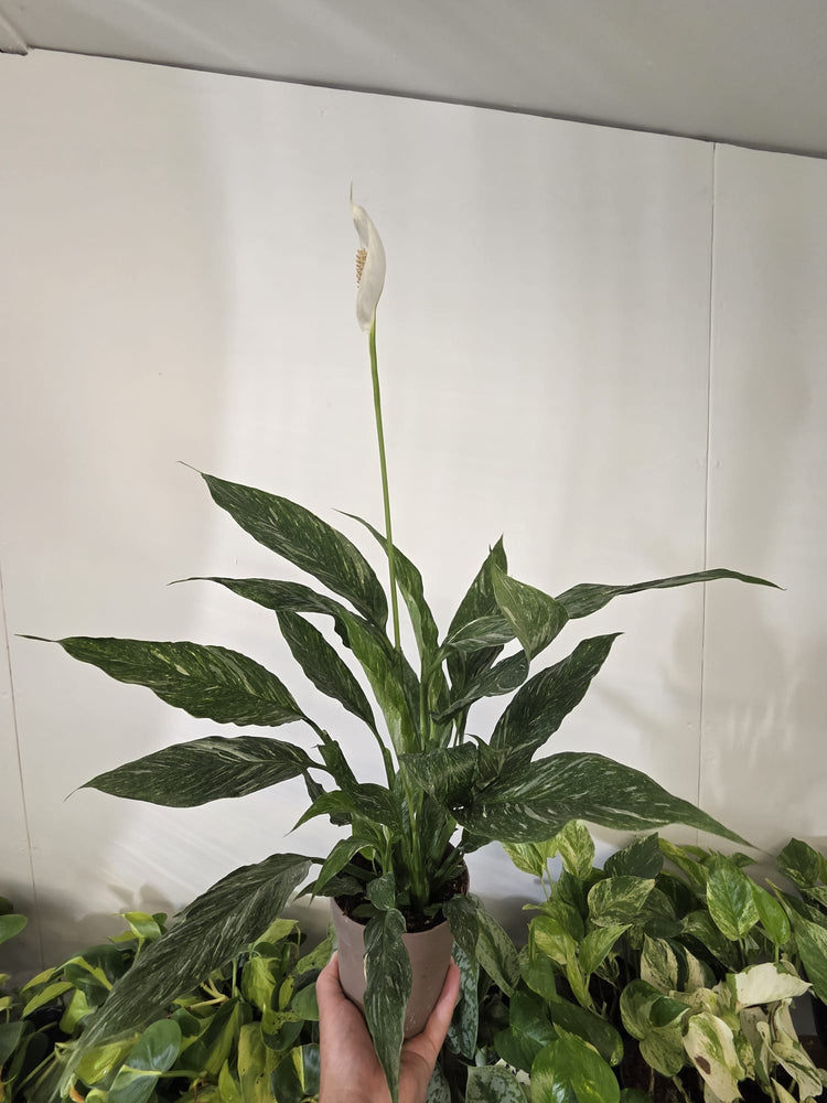Peace Lily