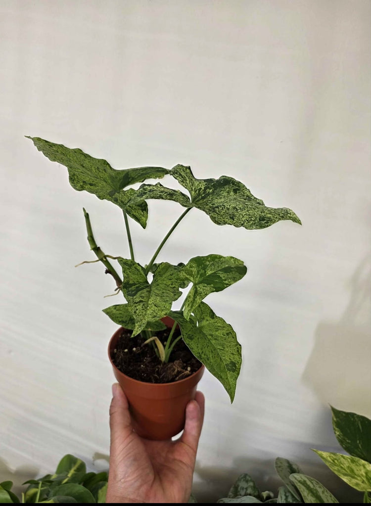 Syngoniums