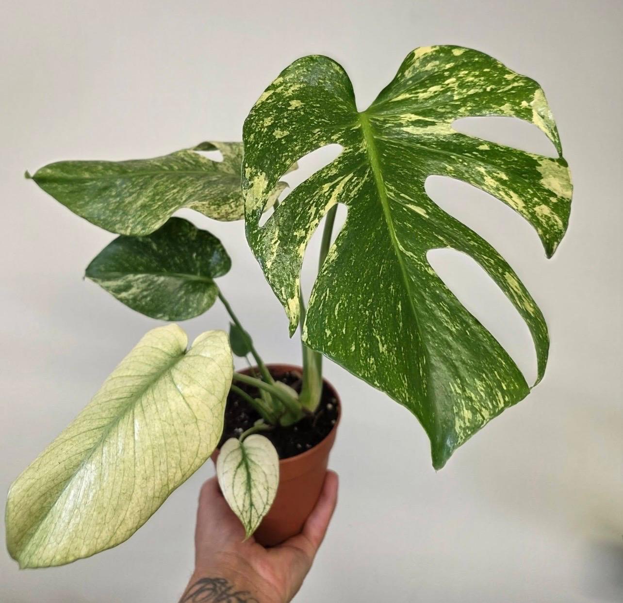 Rare & Collector Plants