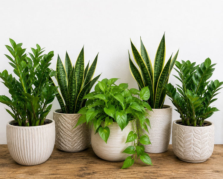 Beginner Friendly Plants