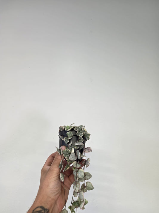 Variegated String of Hearts