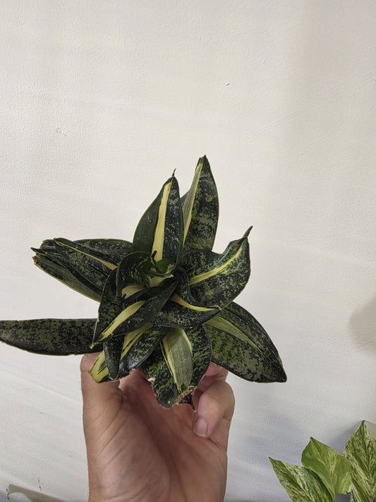 Twisting Snake Plant