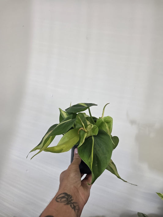 Philodendron Scandens 'Brazil'