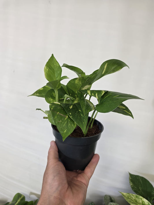 Golden Pothos