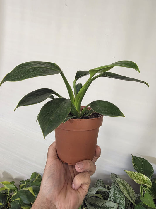 Philodendron Green Princess